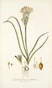 Ornithogalum coarctatum - Nikolaus Joseph Freiherr von Jacquin — weergave van het kunstwerk