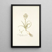 Ornithogalum comosum - Nikolaus Joseph Freiherr von Jacquin — ingelijst kunstwerk aan de muur