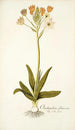Ornithogalum flavescens - Nikolaus Joseph Freiherr von Jacquin — weergave van het kunstwerk