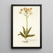 Ornithogalum flavescens - Nikolaus Joseph Freiherr von Jacquin — ingelijst kunstwerk aan de muur