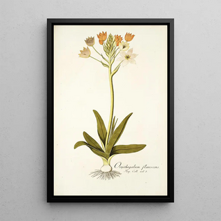 Nikolaus Joseph Freiherr von Jacquin - Ornithogalum flavescens.webp