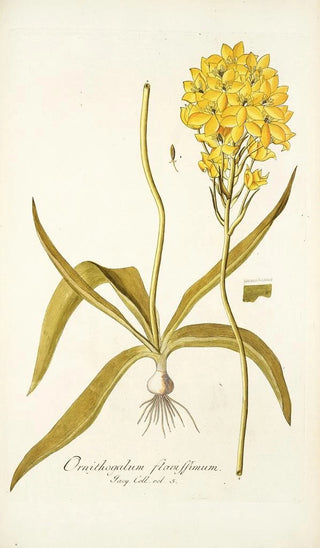 Nikolaus Joseph Freiherr von Jacquin - Ornithogalum flavissimum.webp