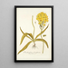 Ornithogalum flavissimum - Nikolaus Joseph Freiherr von Jacquin — ingelijst kunstwerk aan de muur