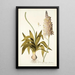 Ornithogalum lacteum - Nikolaus Joseph Freiherr von Jacquin — ingelijst kunstwerk aan de muur