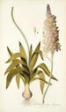 Ornithogalum lacteum - Nikolaus Joseph Freiherr von Jacquin — weergave van het kunstwerk