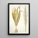Ornithogalum latifolium - Nikolaus Joseph Freiherr von Jacquin — ingelijst kunstwerk aan de muur
