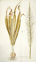 Ornithogalum latifolium - Nikolaus Joseph Freiherr von Jacquin — weergave van het kunstwerk