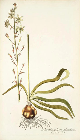 Nikolaus Joseph Freiherr von Jacquin - Ornithogalum odoratum.webp