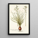 Ornithogalum polyphyllum - Nikolaus Joseph Freiherr von Jacquin — ingelijst kunstwerk aan de muur