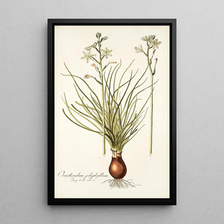 Nikolaus Joseph Freiherr von Jacquin - Ornithogalum polyphyllum.webp