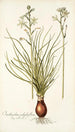 Ornithogalum polyphyllum - Nikolaus Joseph Freiherr von Jacquin — weergave van het kunstwerk