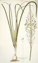 Ornithogalum pyramidale - Nikolaus Joseph Freiherr von Jacquin — weergave van het kunstwerk