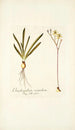 Ornithogalum secundum - Nikolaus Joseph Freiherr von Jacquin — weergave van het kunstwerk