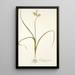 Ornithogalum suaveolens - Nikolaus Joseph Freiherr von Jacquin — ingelijst kunstwerk aan de muur
