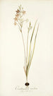 Ornithogalum tenellum - Nikolaus Joseph Freiherr von Jacquin — weergave van het kunstwerk