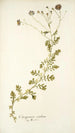 Osteospermum caeruleum - Nikolaus Joseph Freiherr von Jacquin — weergave van het kunstwerk