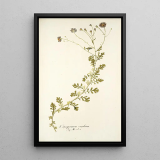 Nikolaus Joseph Freiherr von Jacquin - Osteospermum caeruleum.webp