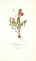 Oxalis hirta - Nikolaus Joseph Freiherr von Jacquin — weergave van het kunstwerk