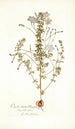 Oxalis hirta varietas - Nikolaus Joseph Freiherr von Jacquin — weergave van het kunstwerk