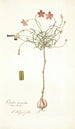 Oxalis versicolor - Nikolaus Joseph Freiherr von Jacquin — weergave van het kunstwerk