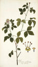 Panax aculeatum - Nikolaus Joseph Freiherr von Jacquin — weergave van het kunstwerk