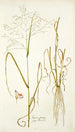 Panicum coloratum - Nikolaus Joseph Freiherr von Jacquin — weergave van het kunstwerk