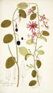 Passiflora cuprea - Nikolaus Joseph Freiherr von Jacquin — weergave van het kunstwerk