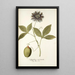 Passiflora incarnata - Nikolaus Joseph Freiherr von Jacquin — ingelijst kunstwerk aan de muur