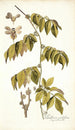 Paullinia cauliflora - Nikolaus Joseph Freiherr von Jacquin — weergave van het kunstwerk