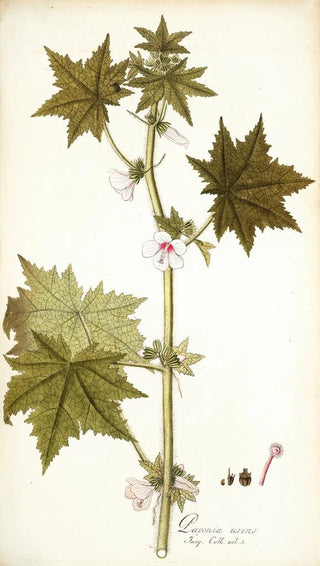 Nikolaus Joseph Freiherr von Jacquin - Pavonia urens.webp