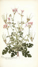 Pelargonium anemonaefolium - Nikolaus Joseph Freiherr von Jacquin — weergave van het kunstwerk