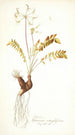Pelargonium astragalifolium - Nikolaus Joseph Freiherr von Jacquin — weergave van het kunstwerk