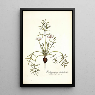 Nikolaus Joseph Freiherr von Jacquin - Pelargonium barbatum.webp