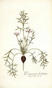 Pelargonium barbatum - Nikolaus Joseph Freiherr von Jacquin — weergave van het kunstwerk