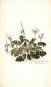 Pelargonium betonicum - Nikolaus Joseph Freiherr von Jacquin — weergave van het kunstwerk