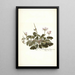 Pelargonium betonicum - Nikolaus Joseph Freiherr von Jacquin — ingelijst kunstwerk aan de muur