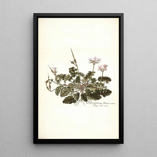 Nikolaus Joseph Freiherr von Jacquin - Pelargonium betonicum.webp