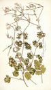 Pelargonium bullatum - Nikolaus Joseph Freiherr von Jacquin — weergave van het kunstwerk