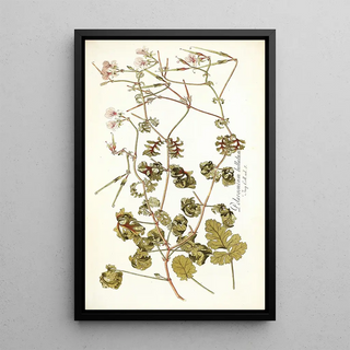 Nikolaus Joseph Freiherr von Jacquin - Pelargonium bullatum.webp