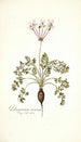 Pelargonium carneum - Nikolaus Joseph Freiherr von Jacquin — weergave van het kunstwerk
