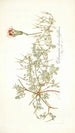 Pelargonium chamaedryfolium - Nikolaus Joseph Freiherr von Jacquin — weergave van het kunstwerk