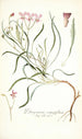 Pelargonium coronopifolium - Nikolaus Joseph Freiherr von Jacquin — weergave van het kunstwerk