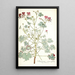 Pelargonium cortusaefolium - Nikolaus Joseph Freiherr von Jacquin — ingelijst kunstwerk aan de muur