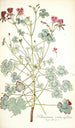 Pelargonium cortusaefolium - Nikolaus Joseph Freiherr von Jacquin — weergave van het kunstwerk