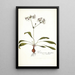 Pelargonium depressum - Nikolaus Joseph Freiherr von Jacquin — ingelijst kunstwerk aan de muur