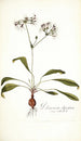 Pelargonium depressum - Nikolaus Joseph Freiherr von Jacquin — weergave van het kunstwerk