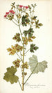 Pelargonium fuscatum - Nikolaus Joseph Freiherr von Jacquin — weergave van het kunstwerk