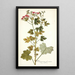 Pelargonium fuscatum - Nikolaus Joseph Freiherr von Jacquin — ingelijst kunstwerk aan de muur