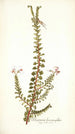 Pelargonium hermanniaefolium - Nikolaus Joseph Freiherr von Jacquin — weergave van het kunstwerk