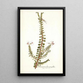 Nikolaus Joseph Freiherr von Jacquin - Pelargonium hermanniaefolium.webp